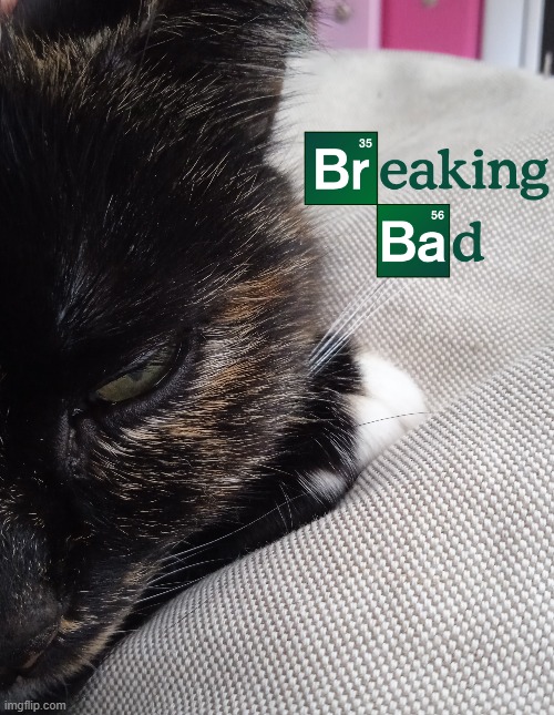 Breaking Bad Cats GIFs