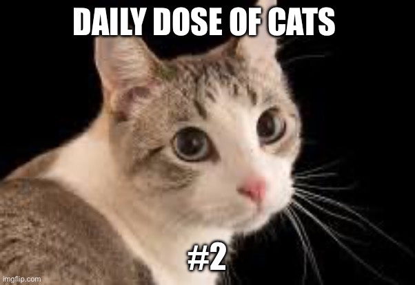DAILY DOSE OF CATS; #2 | image tagged in cat | made w/ Imgflip meme maker