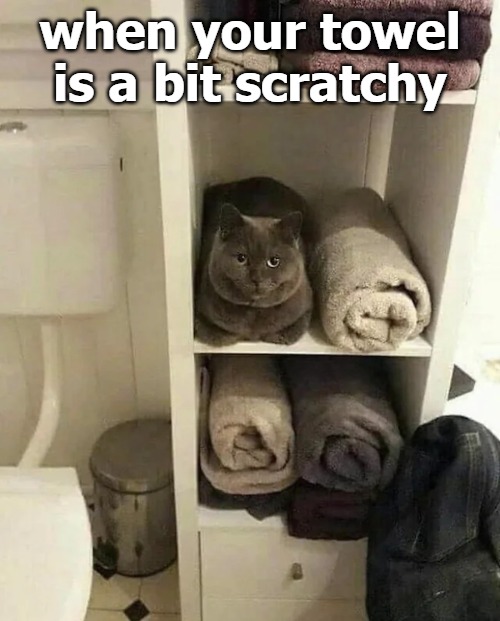 bitey as well | when your towel is a bit scratchy | image tagged in kitty | made w/ Imgflip meme maker