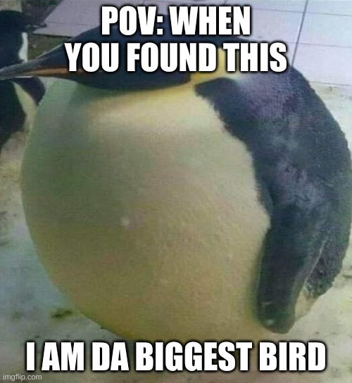 POV: You found this | POV: WHEN YOU FOUND THIS; I AM DA BIGGEST BIRD | image tagged in i'm da biggest bird | made w/ Imgflip meme maker