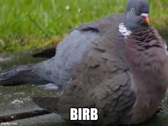 Fat chirp | BIRB | image tagged in fat chirp | made w/ Imgflip meme maker