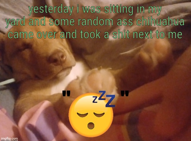 quandale | yesterday i was sitting in my yard and some random ass chihuahua came over and took a shit next to me | image tagged in quandale | made w/ Imgflip meme maker