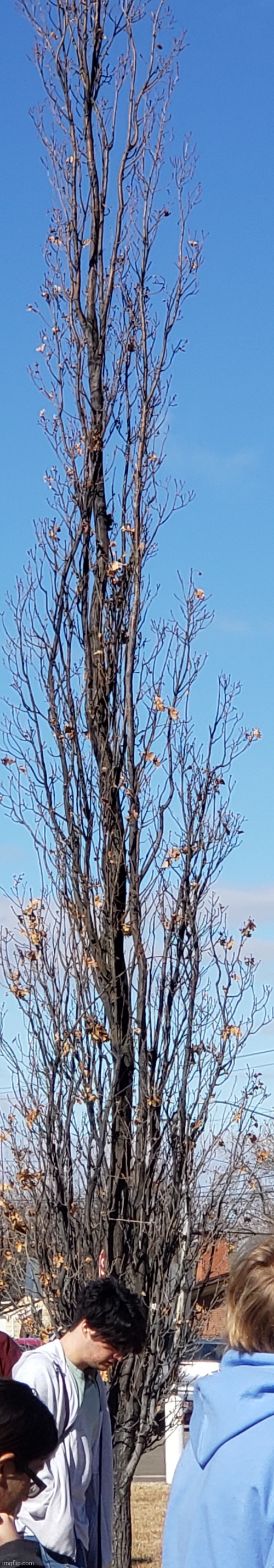 Nampian poplar tree | made w/ Imgflip meme maker