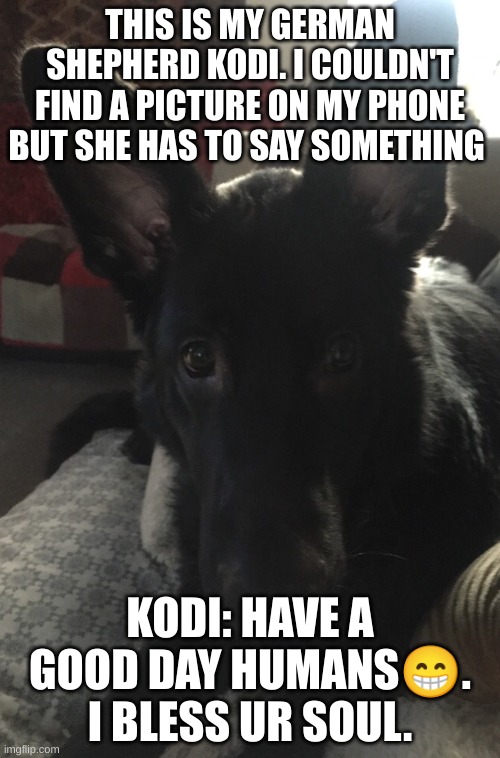 my doggo | THIS IS MY GERMAN SHEPHERD KODI. I COULDN'T FIND A PICTURE ON MY PHONE BUT SHE HAS TO SAY SOMETHING; KODI: HAVE A GOOD DAY HUMANS😁. I BLESS UR SOUL. | image tagged in are my ears too big | made w/ Imgflip meme maker