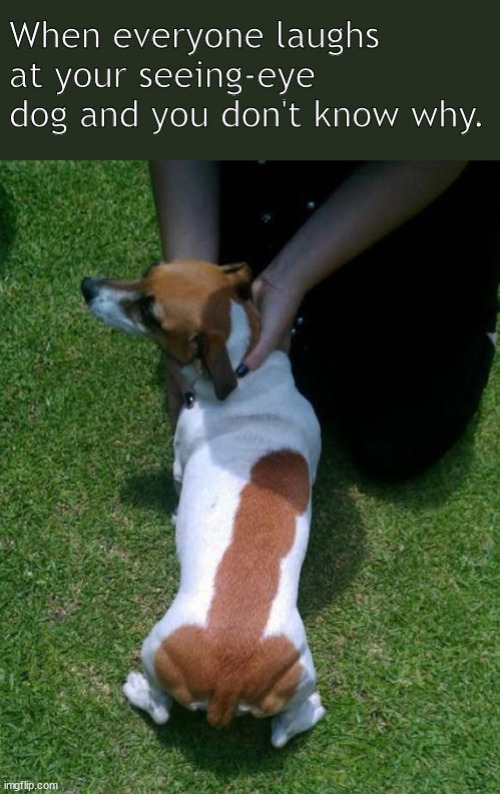 y u laugh my dog | image tagged in memes,faunnest | made w/ Imgflip meme maker