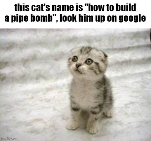 l | this cat's name is "how to build a pipe bomb", look him up on google | made w/ Imgflip meme maker