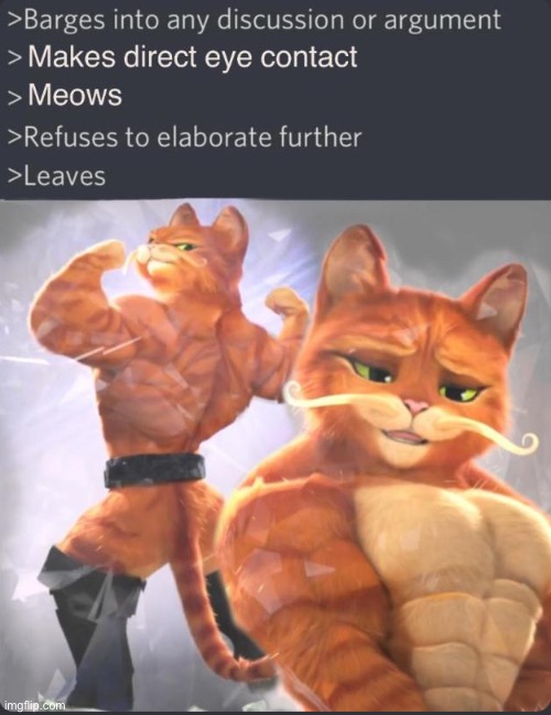 My cat all the time | image tagged in cats,stronks | made w/ Imgflip meme maker