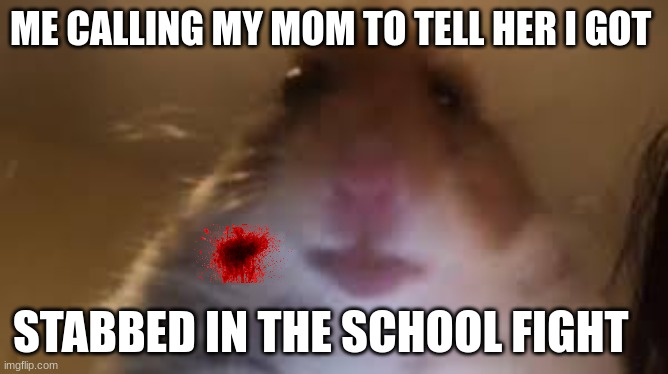 facetime hamster | ME CALLING MY MOM TO TELL HER I GOT; STABBED IN THE SCHOOL FIGHT | image tagged in facetime hamster | made w/ Imgflip meme maker