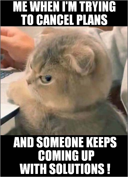 An Angry Kitty ! | ME WHEN I'M TRYING
TO CANCEL PLANS; AND SOMEONE KEEPS
 COMING UP WITH SOLUTIONS ! | image tagged in cats,kittens,angry,solutions | made w/ Imgflip meme maker