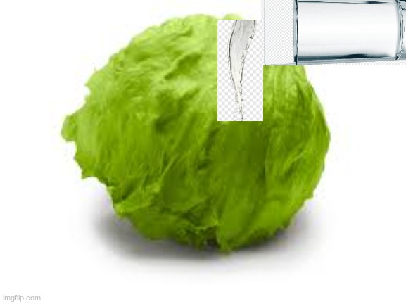this is how McDonalds makes the McWettuce | image tagged in lettuce | made w/ Imgflip meme maker