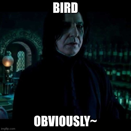 snape obviously | BIRD OBVIOUSLY~ | image tagged in snape obviously | made w/ Imgflip meme maker