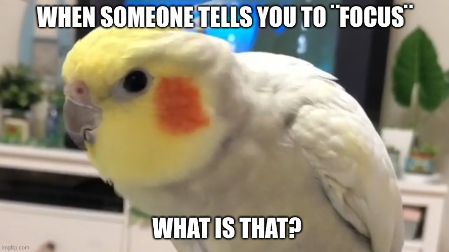 Birb wat | WHEN SOMEONE TELLS YOU TO ¨FOCUS¨; WHAT IS THAT? | image tagged in birb wat | made w/ Imgflip meme maker