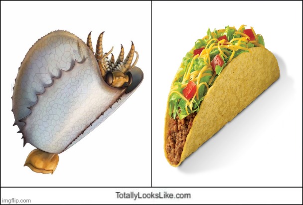 Tuzoia looking like a taco | image tagged in totally looks like,memes,tuzoia,taco,tacos,dank memes | made w/ Imgflip meme maker