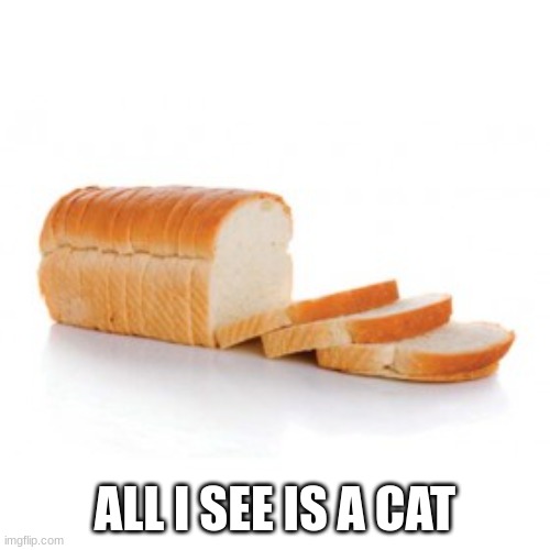 Sliced bread | ALL I SEE IS A CAT | image tagged in sliced bread | made w/ Imgflip meme maker