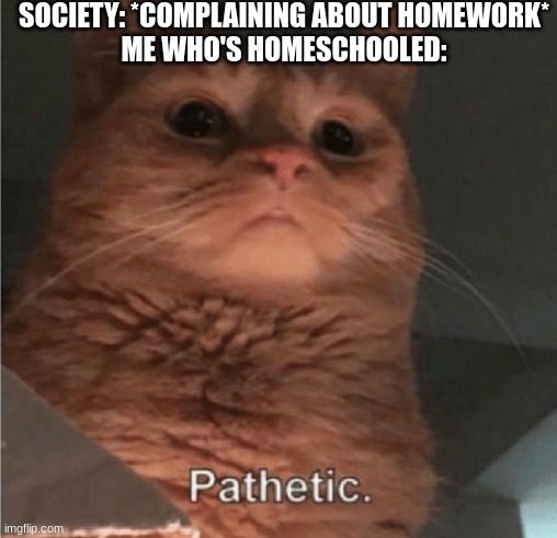Pathetic Cat | SOCIETY: *COMPLAINING ABOUT HOMEWORK*
ME WHO'S HOMESCHOOLED: | image tagged in pathetic cat | made w/ Imgflip meme maker