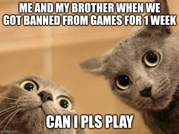 cat 2 with big eyes | ME AND MY BROTHER WHEN WE GOT BANNED FROM GAMES FOR 1 WEEK; CAN I PLS PLAY | image tagged in cat 2 with big eyes | made w/ Imgflip meme maker