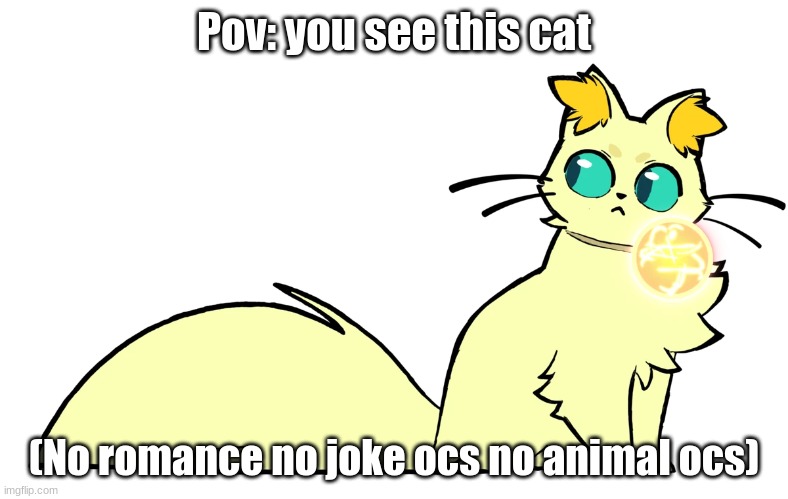Pov: you see this cat; (No romance no joke ocs no animal ocs) | made w/ Imgflip meme maker