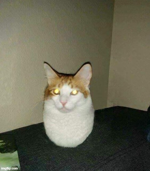 eggcat | image tagged in eggcat | made w/ Imgflip meme maker