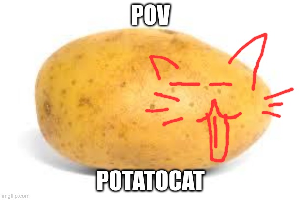 Potato | POV; POTATOCAT | image tagged in potato | made w/ Imgflip meme maker