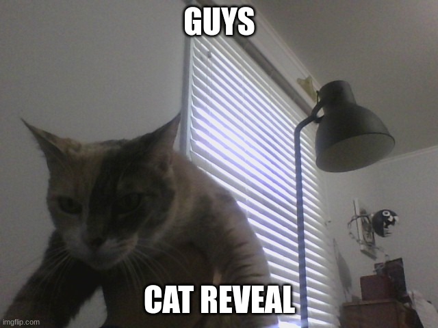 Cat reveal. | GUYS; CAT REVEAL | image tagged in my cat | made w/ Imgflip meme maker
