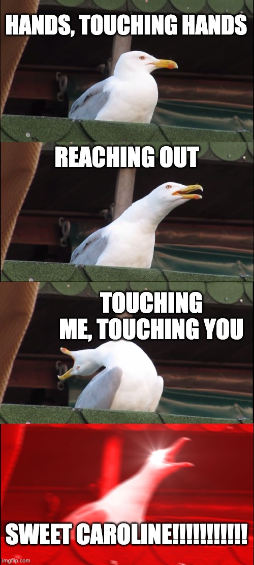 Me and my friends when this song appears... | HANDS, TOUCHING HANDS; REACHING OUT; TOUCHING ME, TOUCHING YOU; SWEET CAROLINE!!!!!!!!!!! | image tagged in memes,inhaling seagull | made w/ Imgflip meme maker