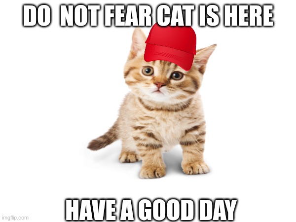 DO  NOT FEAR CAT IS HERE; HAVE A GOOD DAY | image tagged in cats | made w/ Imgflip meme maker