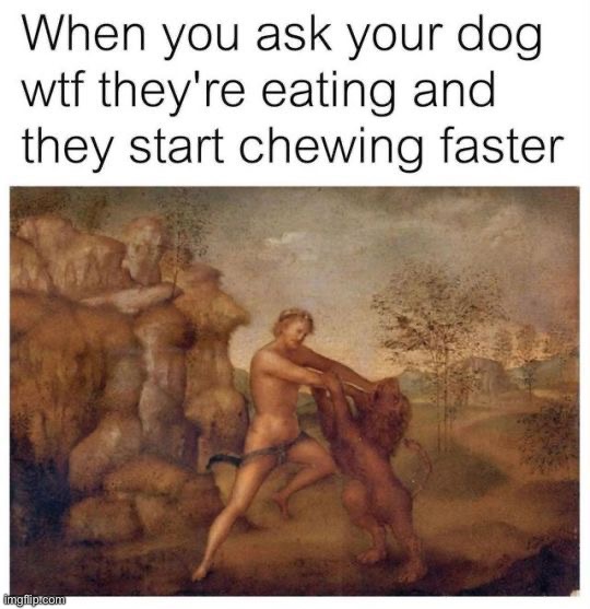 image tagged in memes,funny,dogs | made w/ Imgflip meme maker