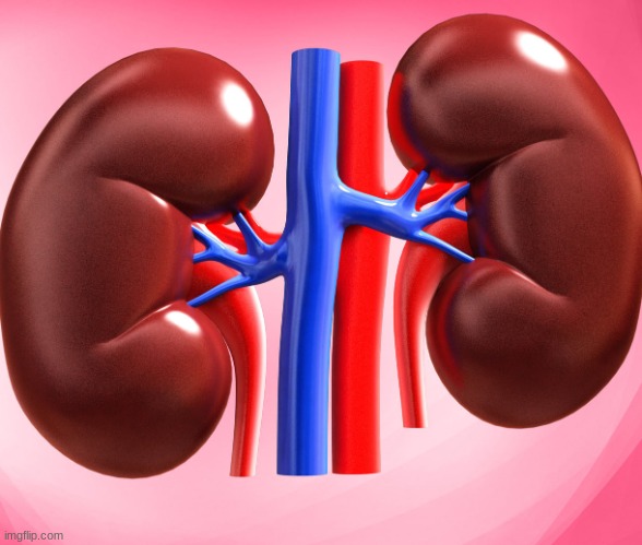 Kidney | image tagged in kidney | made w/ Imgflip meme maker