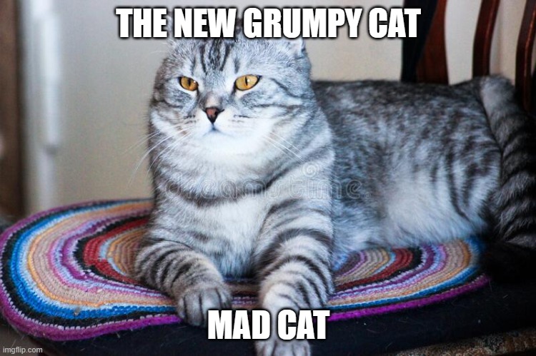mad cat | THE NEW GRUMPY CAT; MAD CAT | image tagged in mad cat | made w/ Imgflip meme maker