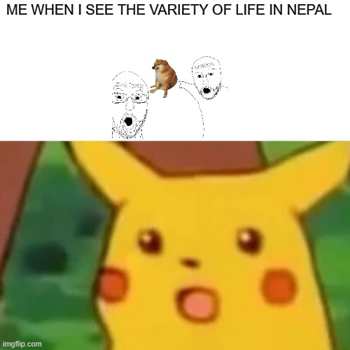 Surprised Pikachu Meme | ME WHEN I SEE THE VARIETY OF LIFE IN NEPAL | image tagged in memes,surprised pikachu | made w/ Imgflip meme maker