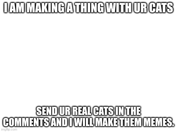 I AM MAKING A THING WITH UR CATS; SEND UR REAL CATS IN THE COMMENTS AND I WILL MAKE THEM MEMES. | image tagged in cats | made w/ Imgflip meme maker