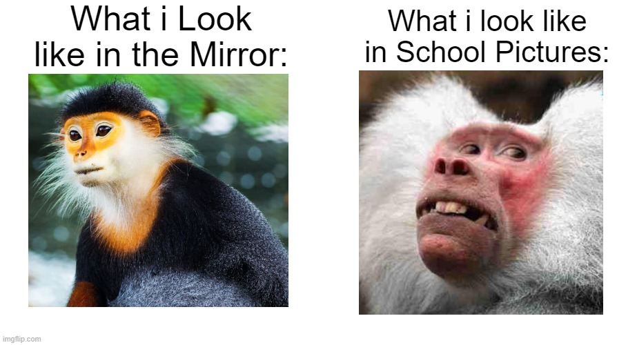 Relate? | What i Look like in the Mirror:; What i look like in School Pictures: | image tagged in memes,funny,relatable memes,so true memes,relatable,monkey | made w/ Imgflip meme maker