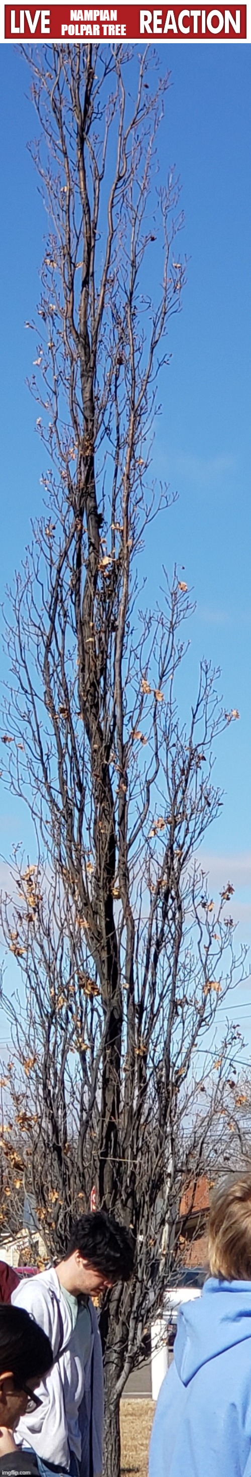 NAMPIAN POLPAR TREE | image tagged in live x reaction | made w/ Imgflip meme maker