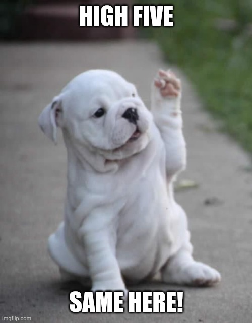 Puppy High Five  | HIGH FIVE SAME HERE! | image tagged in puppy high five | made w/ Imgflip meme maker