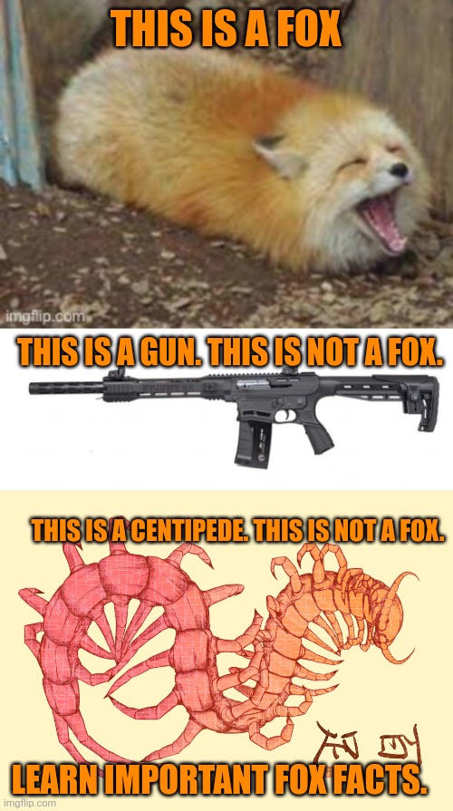 I need to learn fox facts. | THIS IS A FOX; THIS IS A GUN. THIS IS NOT A FOX. THIS IS A CENTIPEDE. THIS IS NOT A FOX. LEARN IMPORTANT FOX FACTS. | image tagged in fox,facts | made w/ Imgflip meme maker