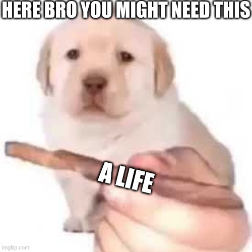 Shit meme | HERE BRO YOU MIGHT NEED THIS; A LIFE | image tagged in quieres,doggo | made w/ Imgflip meme maker