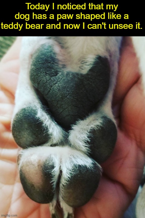 Teddy bear paw! | Today I noticed that my dog has a paw shaped like a teddy bear and now I can't unsee it. | image tagged in dogs | made w/ Imgflip meme maker