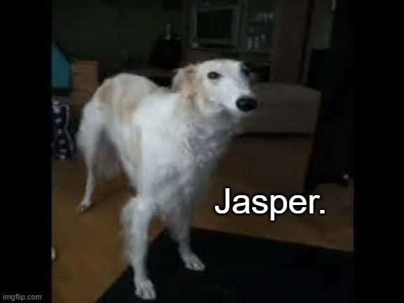 Low quality borzoi dog | Jasper. | image tagged in low quality borzoi dog | made w/ Imgflip meme maker