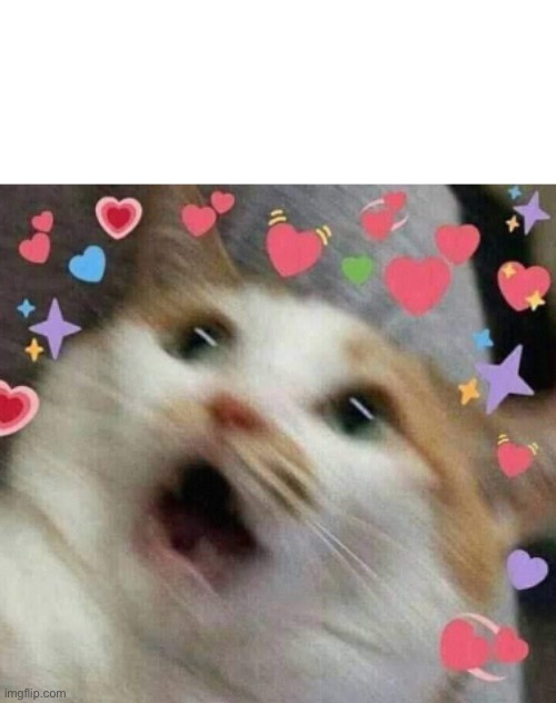 Cat in love | image tagged in cat in love | made w/ Imgflip meme maker