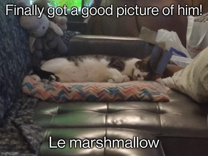 I've been meaning to post this for a couple days | Finally got a good picture of him! Le marshmallow | image tagged in cats | made w/ Imgflip meme maker