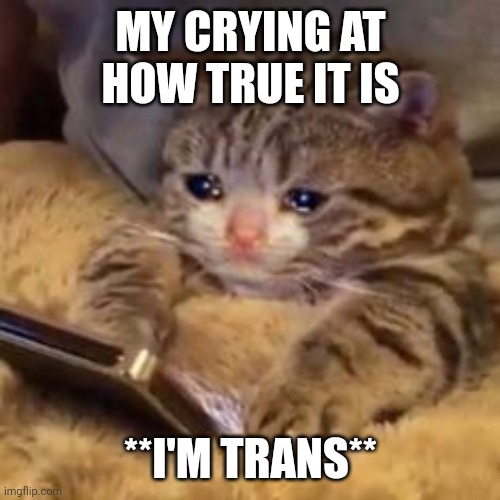 Crying cat on phone | MY CRYING AT HOW TRUE IT IS **I'M TRANS** | image tagged in crying cat on phone | made w/ Imgflip meme maker