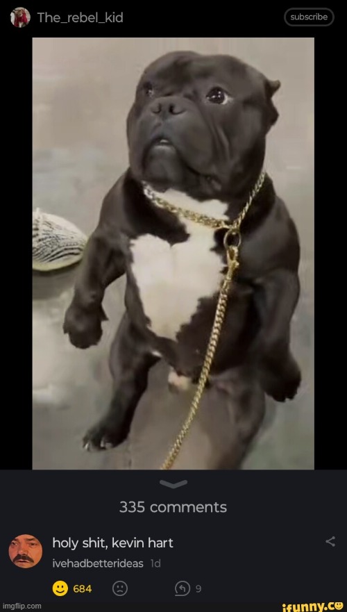 image tagged in dogs | made w/ Imgflip meme maker
