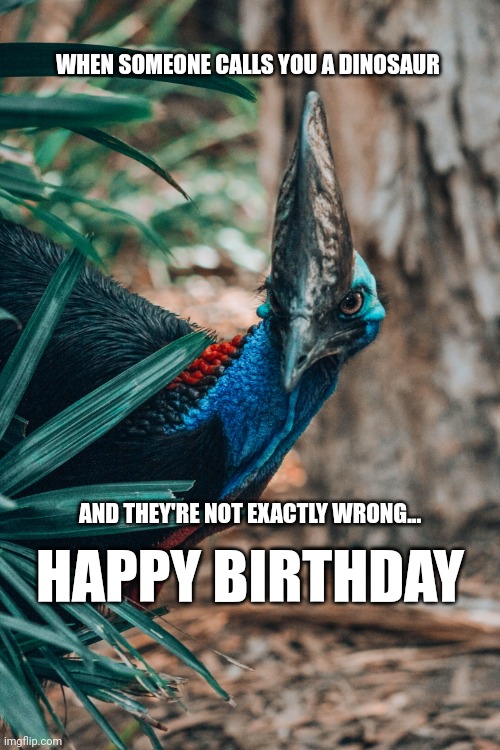 Theropod birthday | WHEN SOMEONE CALLS YOU A DINOSAUR; AND THEY'RE NOT EXACTLY WRONG... HAPPY BIRTHDAY | image tagged in dino-bird,theropod,happy birthday,dinosaur bird,old | made w/ Imgflip meme maker