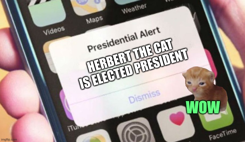 herbert for president! | HERBERT THE CAT IS ELECTED PRESIDENT; WOW | image tagged in memes,presidential alert | made w/ Imgflip meme maker
