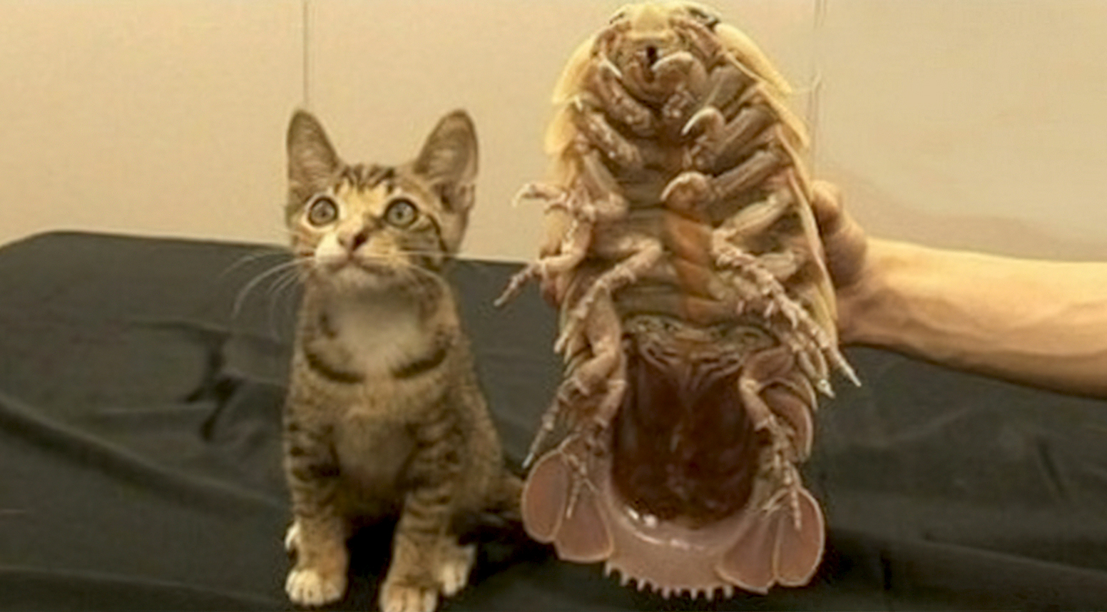 Cat and Trilobite Blank Meme Template