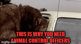 When you suddenly realize why we have Animal Control Officers and they