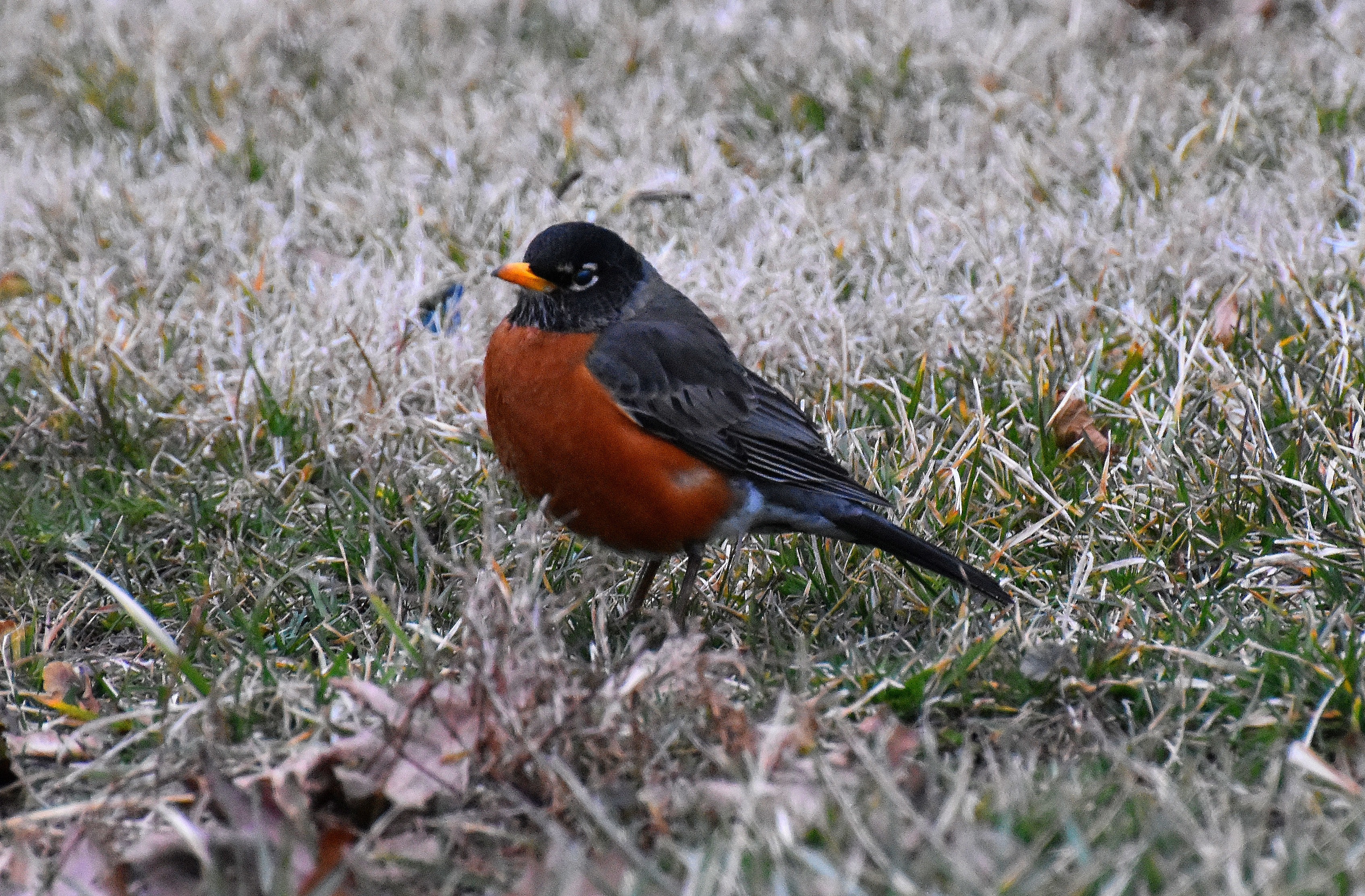 1st Robin I've seen this year! | image tagged in robin,first,spring | made w/ Imgflip meme maker