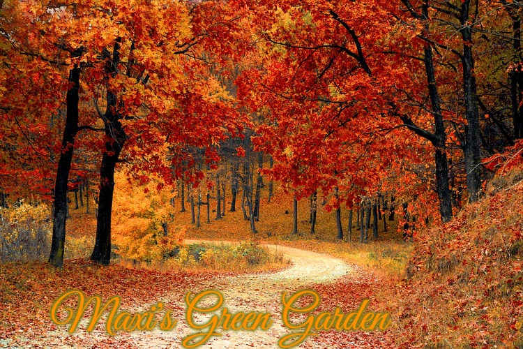 Road in Autumn | Maxi's Green Garden | image tagged in road in autumn,slavic,maxi's green garden,maxis green garden | made w/ Imgflip meme maker
