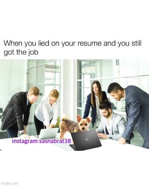 When lied on your resume | image tagged in pets,job | made w/ Imgflip meme maker