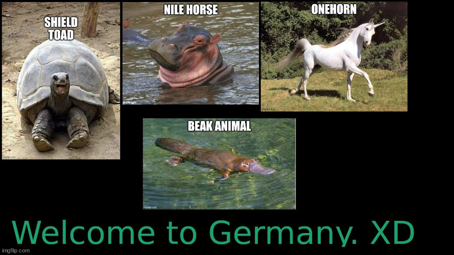 Descriptive animal names | image tagged in descriptive animal names,turtle,hippopotamus,unicorn,platypus | made w/ Imgflip meme maker